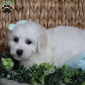 Gracie, Bichon Frise Puppy